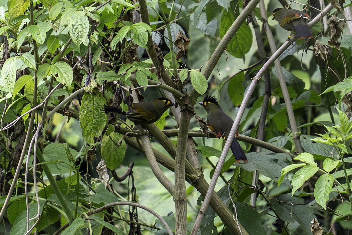 Bugun Liocichla - ML636106569