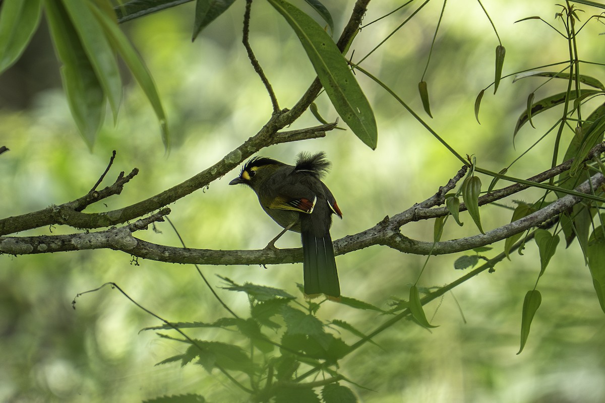 Bugun Liocichla - ML636106570