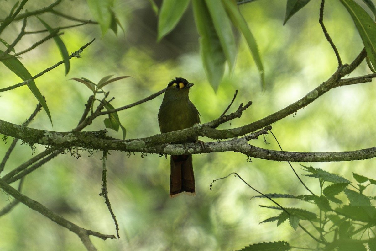 Bugun Liocichla - ML636106571