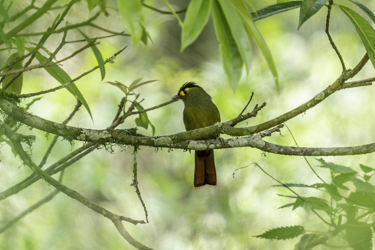 Bugun Liocichla - ML636106575