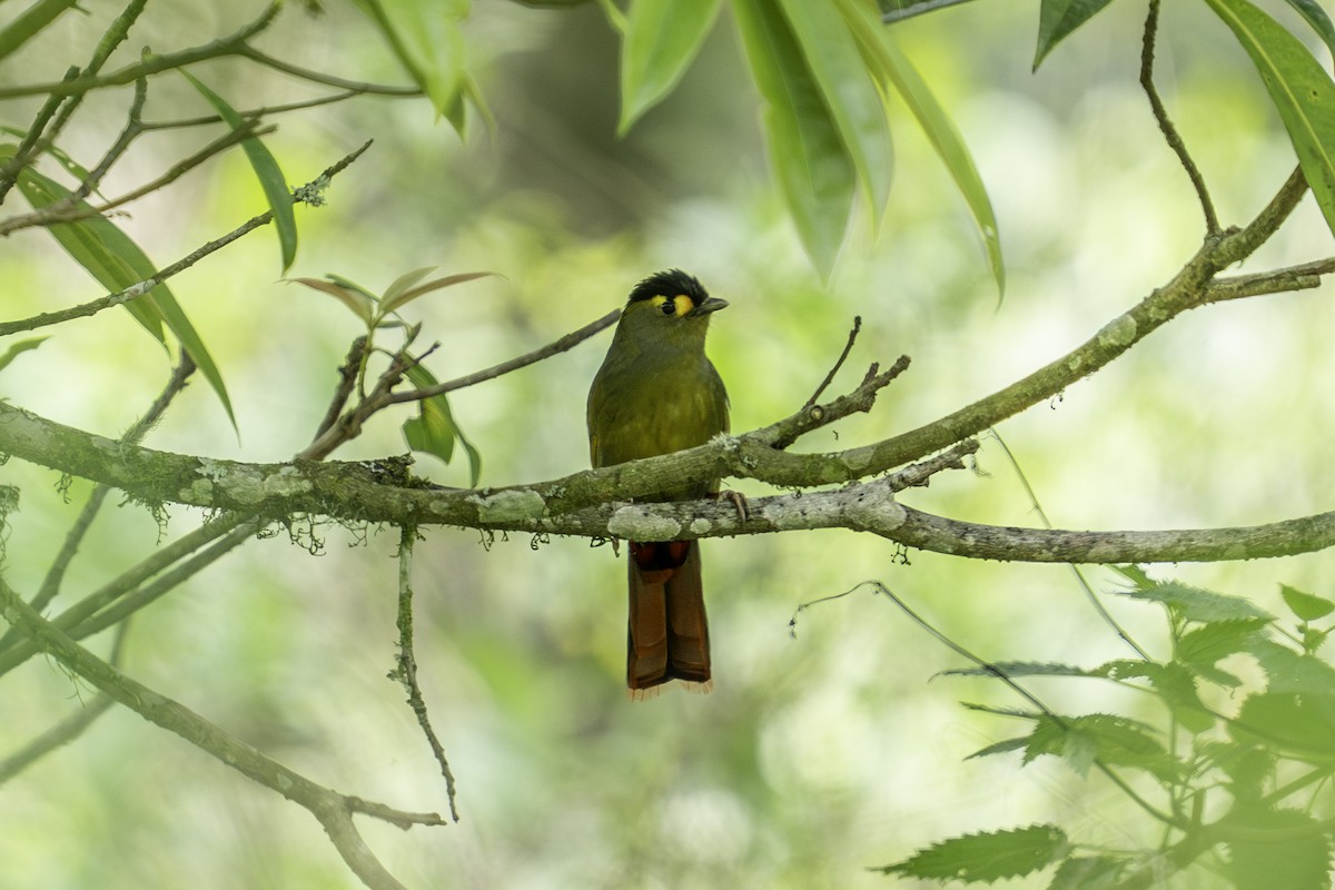 Bugun Liocichla - ML636106576