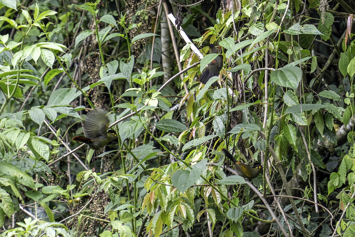 Bugun Liocichla - ML636106582