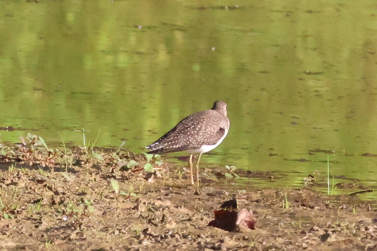 Solitary Sandpiper - ML636106600