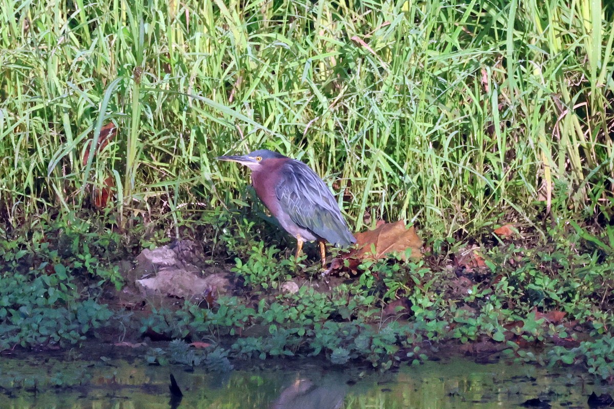 Green Heron - ML636106624
