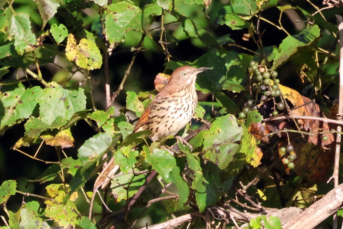 Brown Thrasher - ML636106636