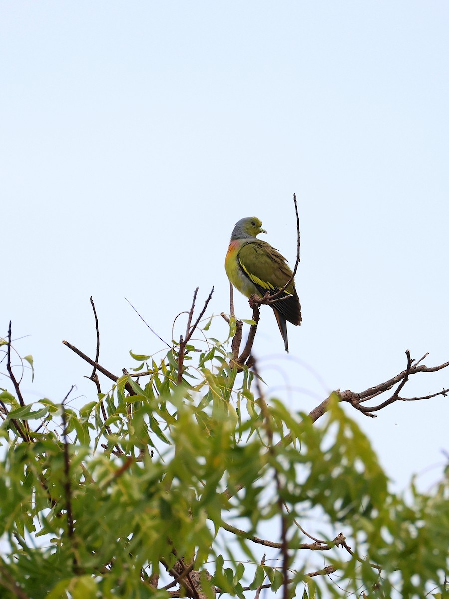 Orange-breasted Green-Pigeon - ML636106705