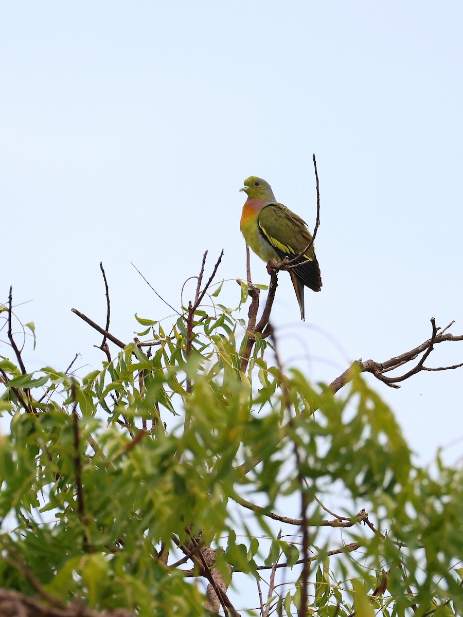 Orange-breasted Green-Pigeon - ML636106706