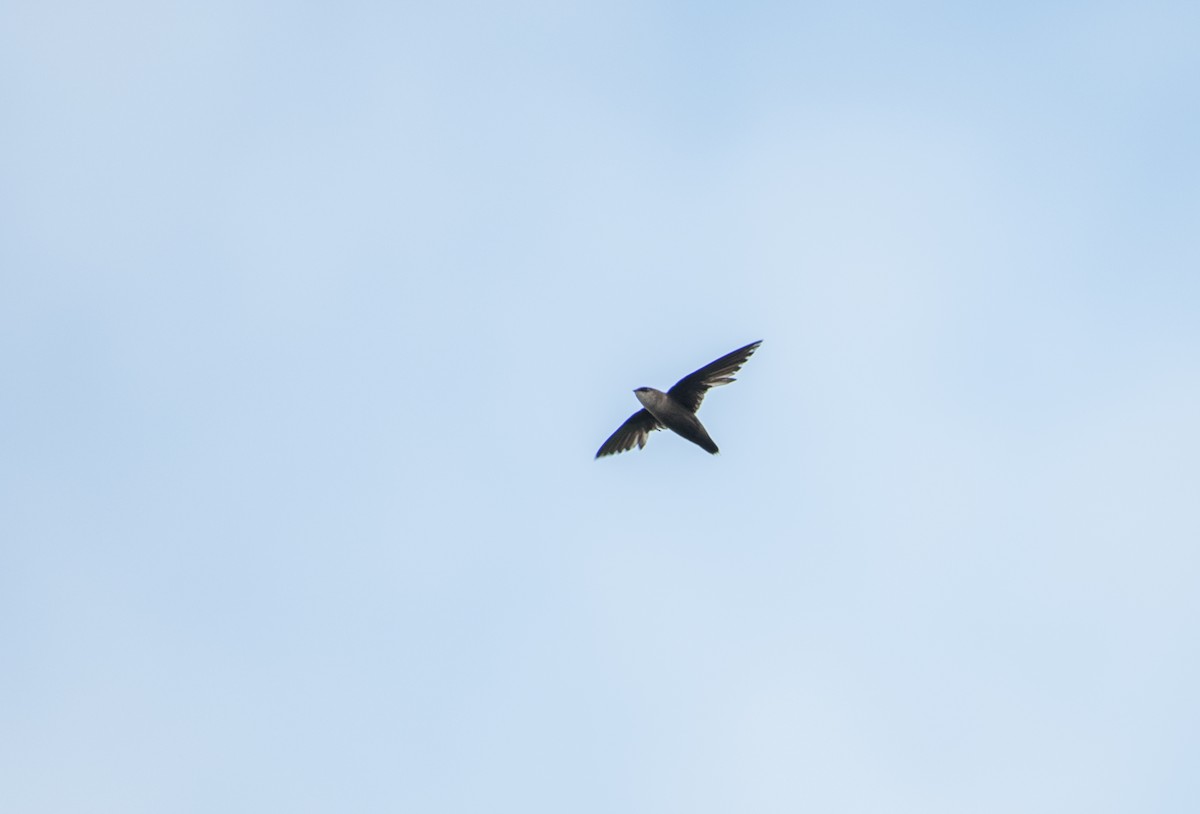 Chimney Swift - ML63610671