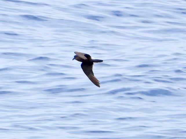 Wedge-rumped Storm-Petrel - ML636106711