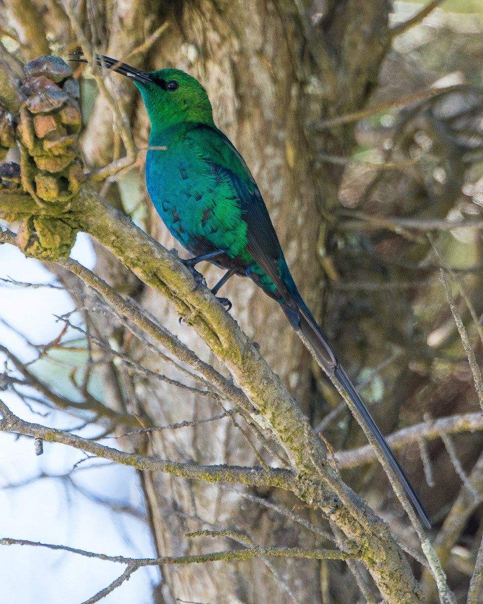 Malachite Sunbird - ML636106782