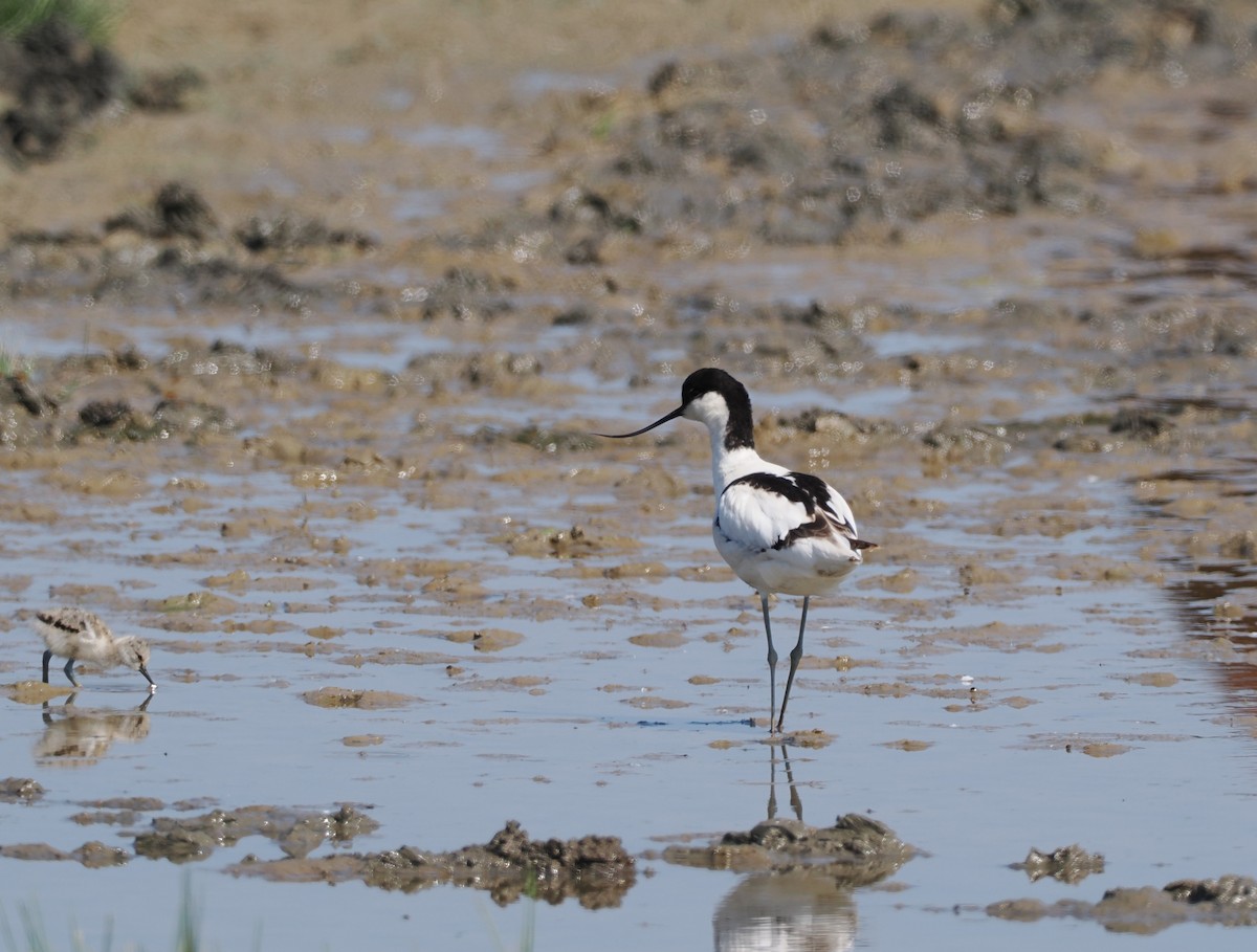 Pied Avocet - ML636106836