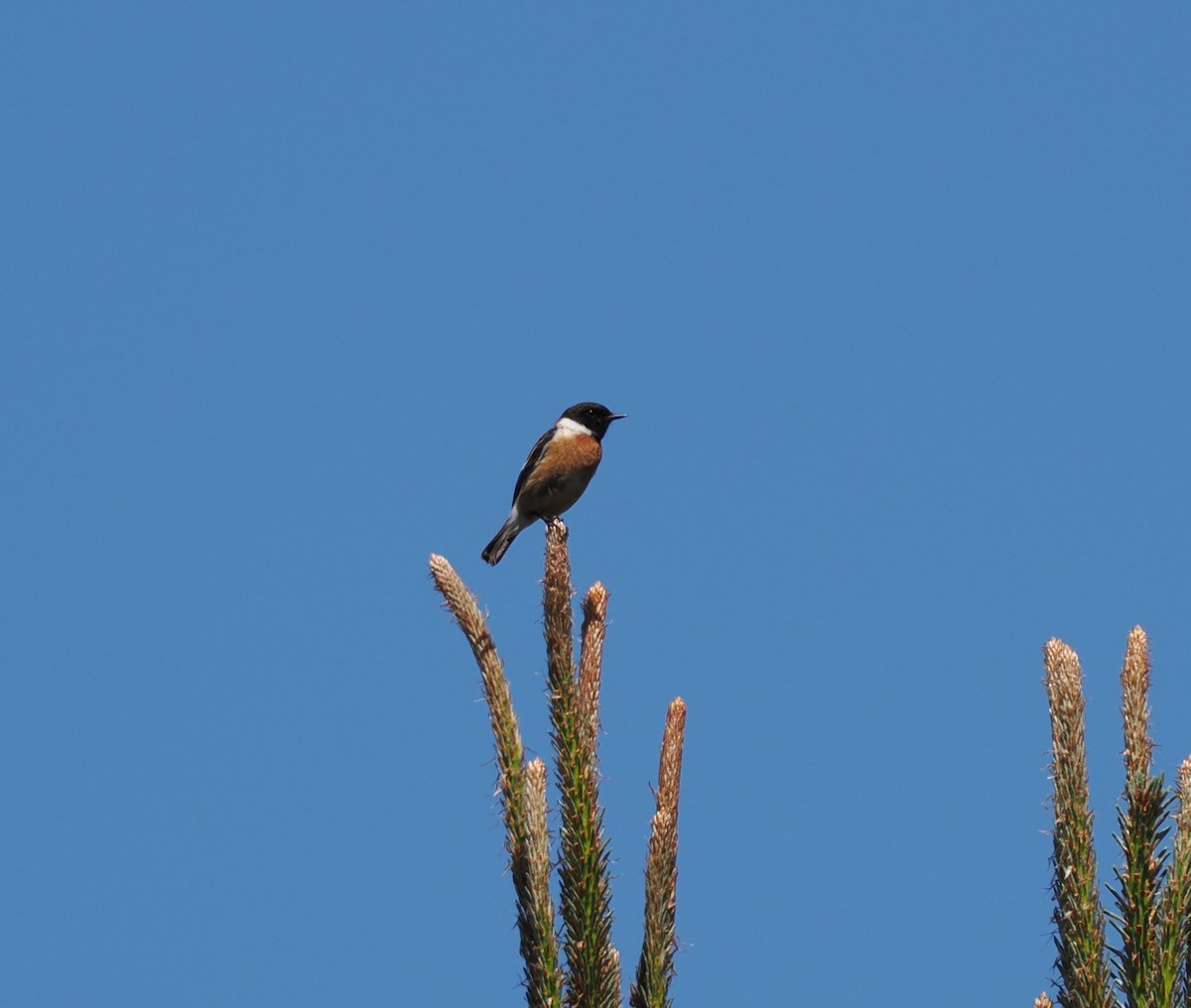European Stonechat - ML636106871