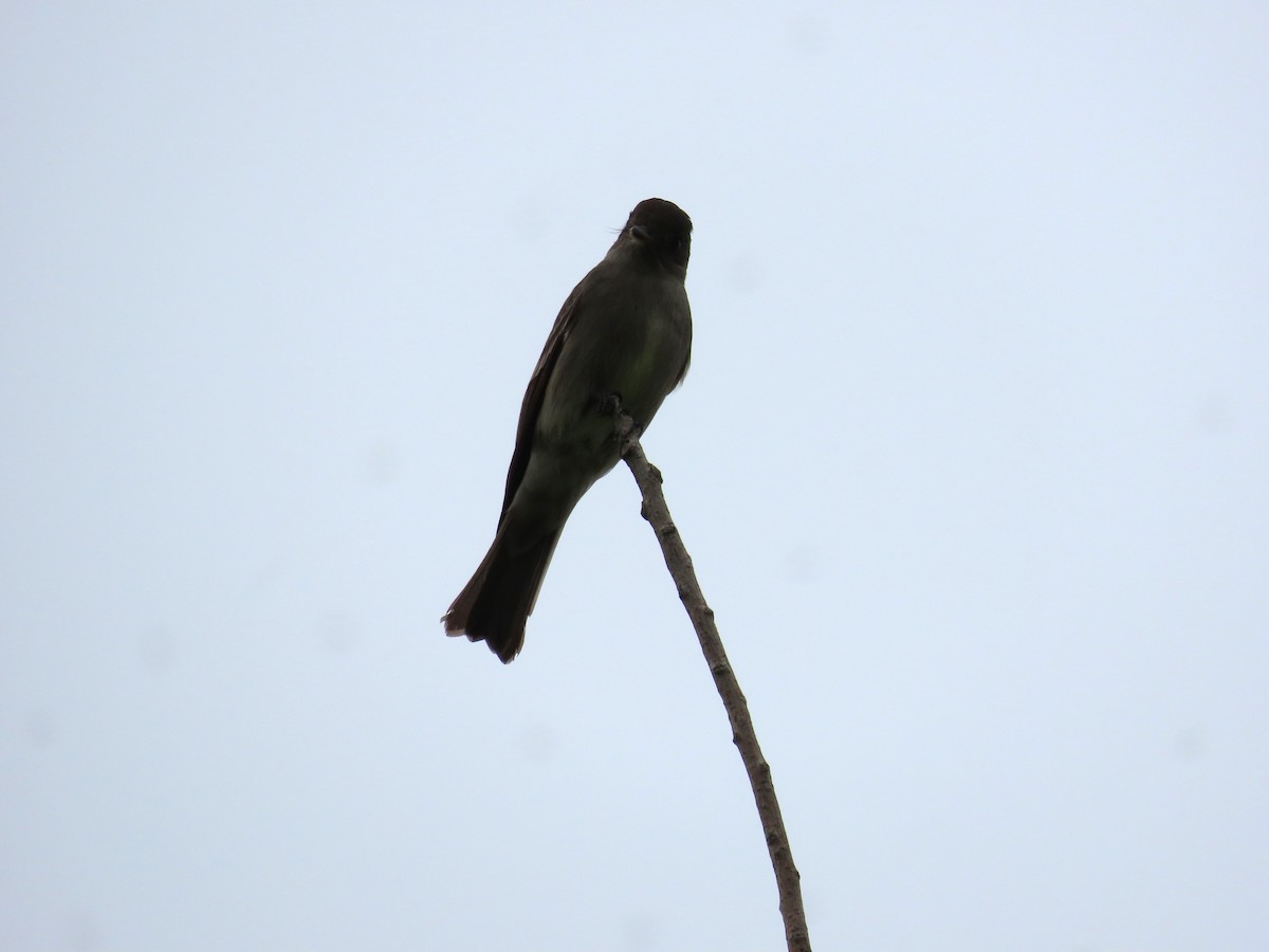 Olive-sided Flycatcher - ML636106934