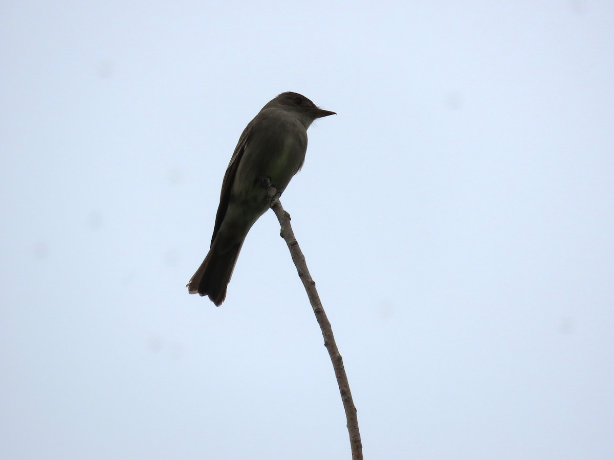 Olive-sided Flycatcher - ML636106936
