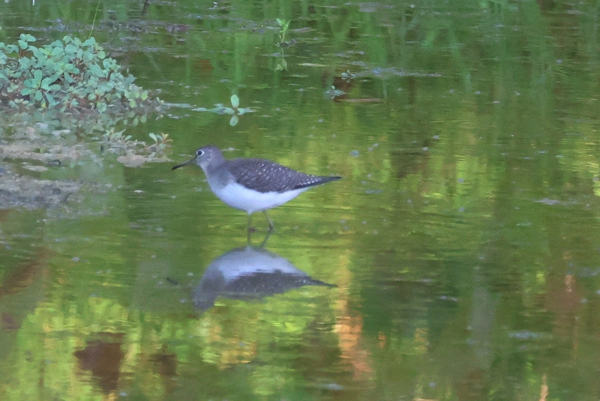 Solitary Sandpiper - ML636107005