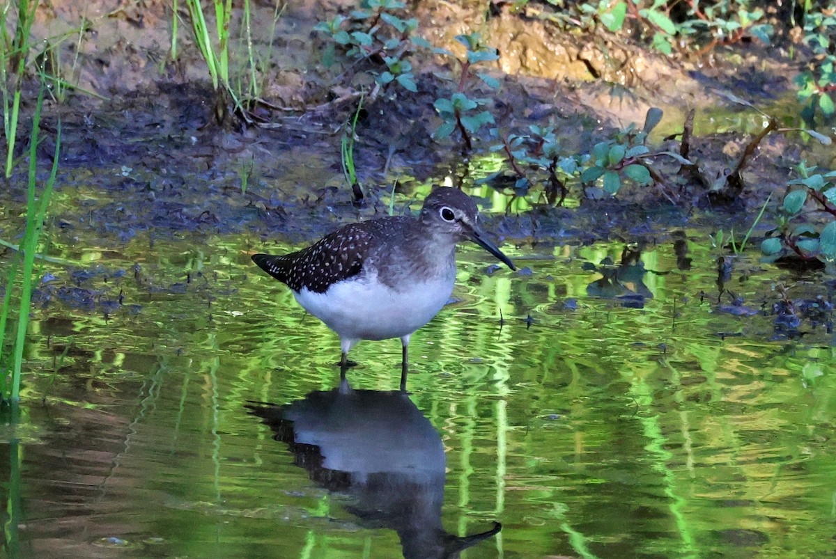 Solitary Sandpiper - ML636107006