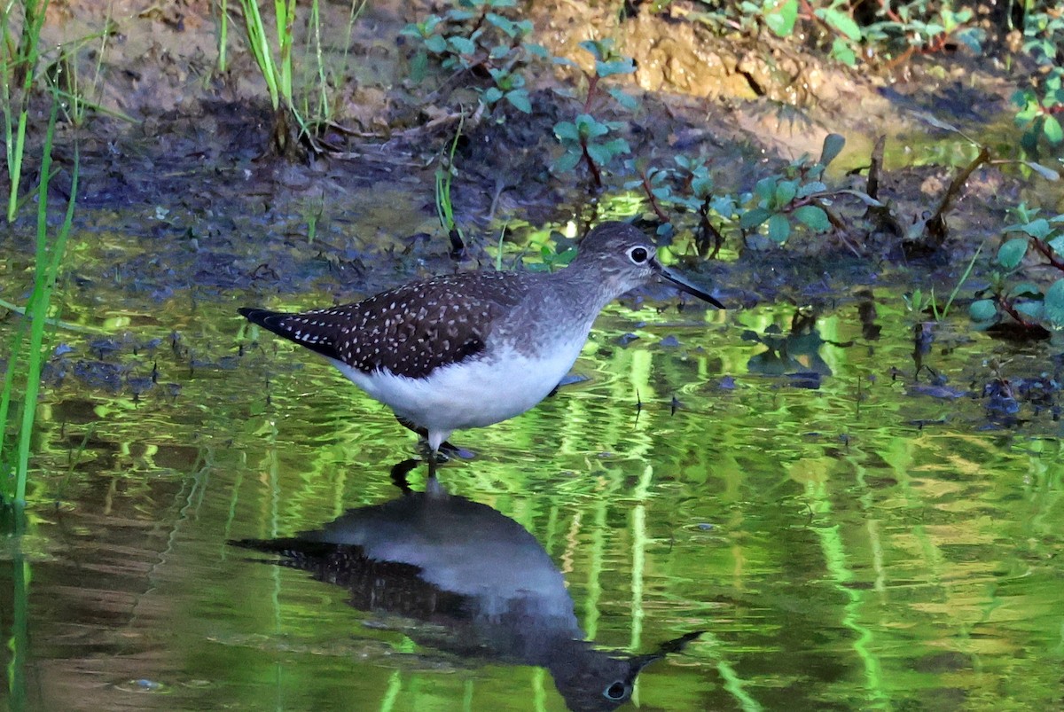 Solitary Sandpiper - ML636107007