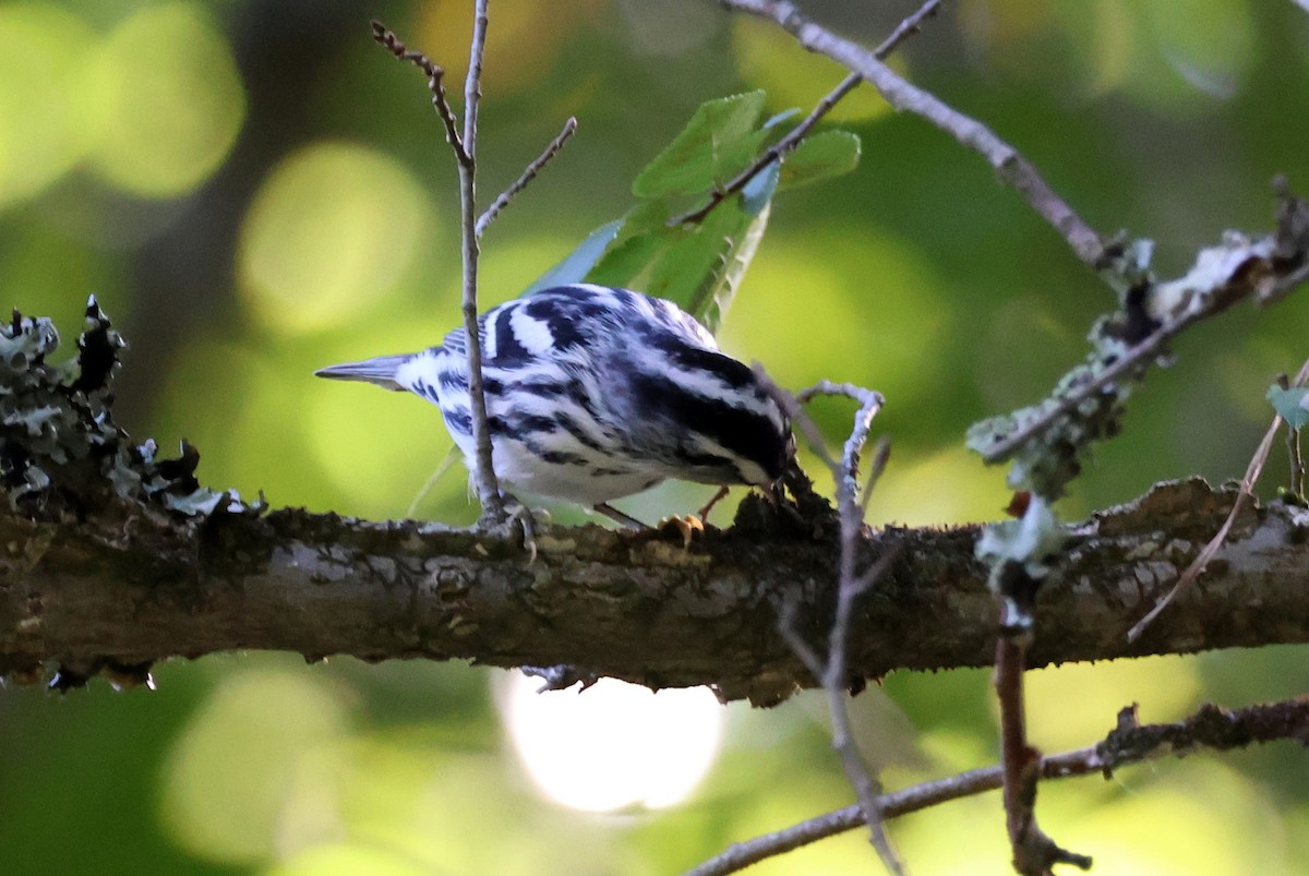 Black-and-white Warbler - ML636107032