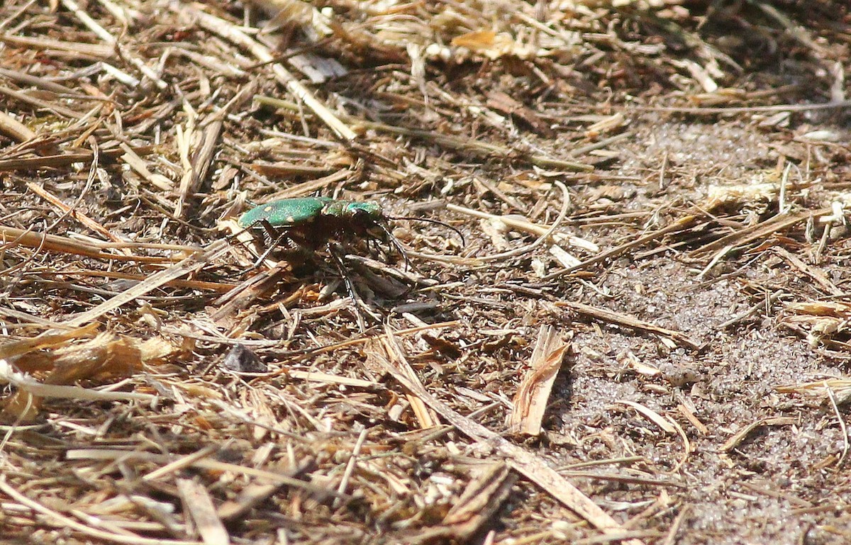 Green Tiger Beetle - ML636107065