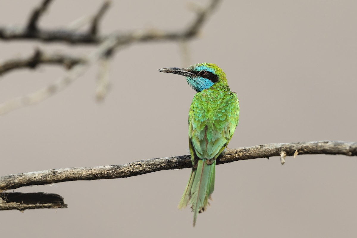 Arabian Green Bee-eater - ML636107113