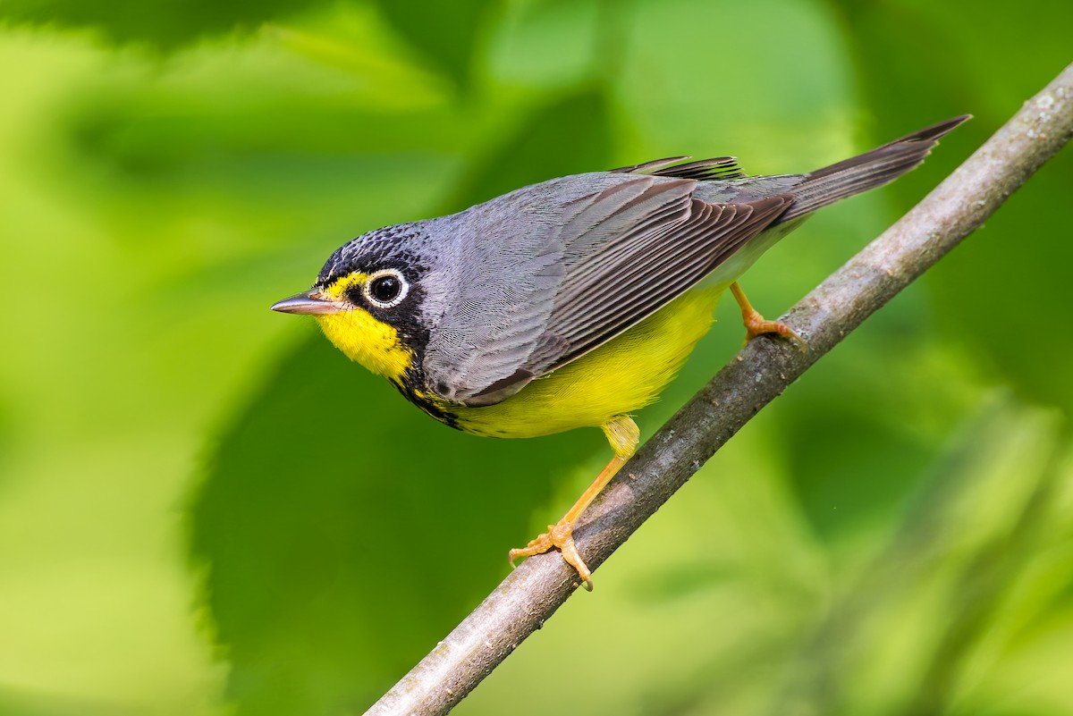 Canada Warbler - ML636107287