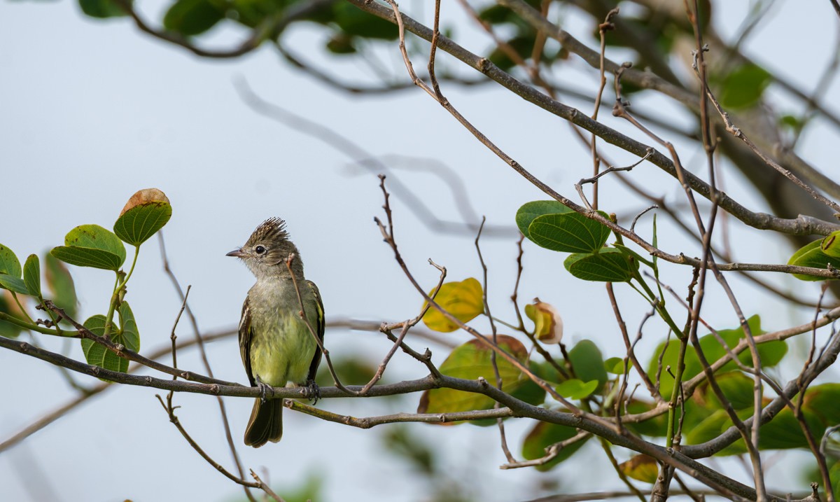 Yellow-bellied Elaenia - ML636107324