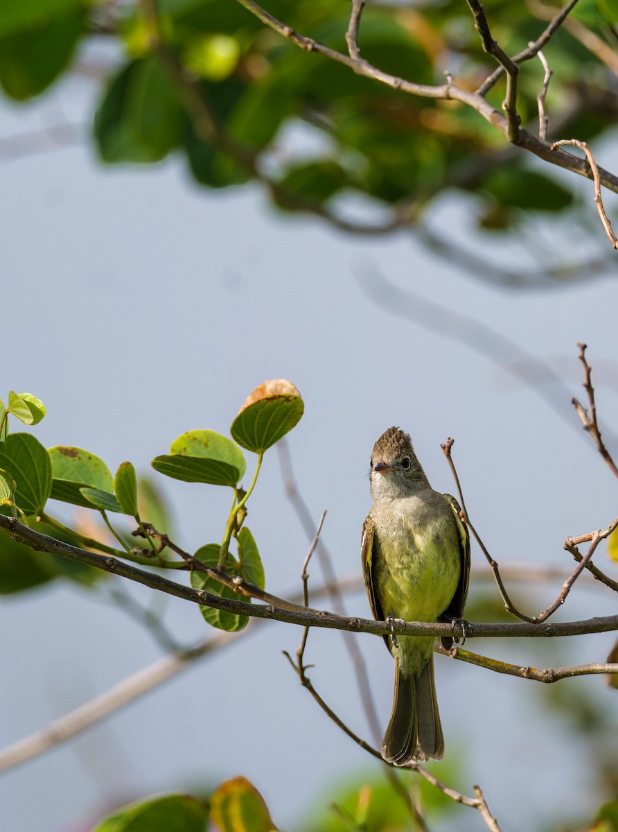 Yellow-bellied Elaenia - ML636107325