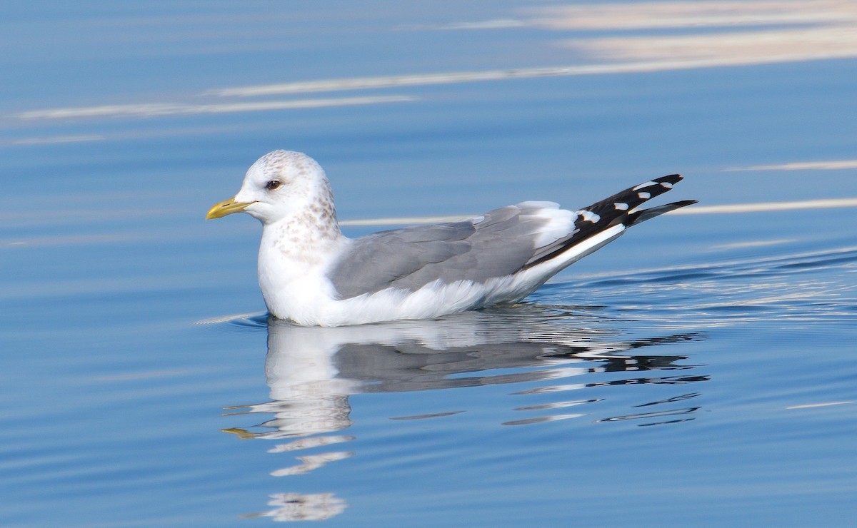 Common Gull (Kamchatka) - ML636107380