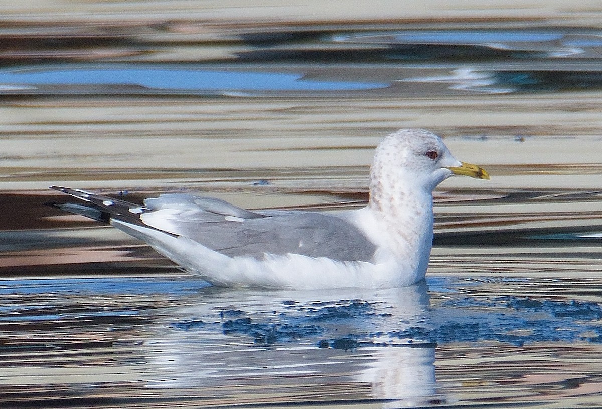 Common Gull (Kamchatka) - ML636107397