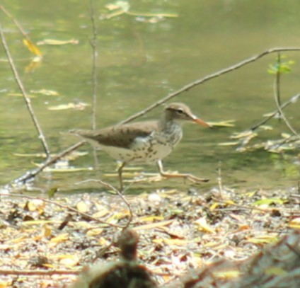 Spotted Sandpiper - ML636107454