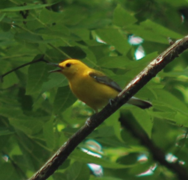 Prothonotary Warbler - ML636107537