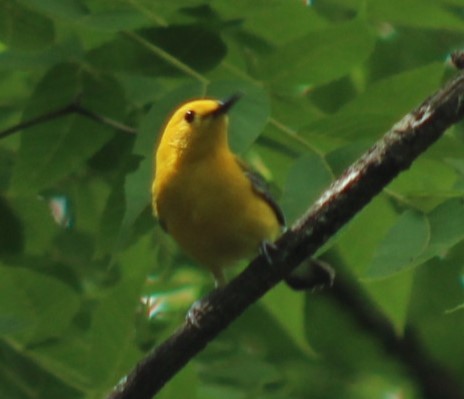 Prothonotary Warbler - ML636107538