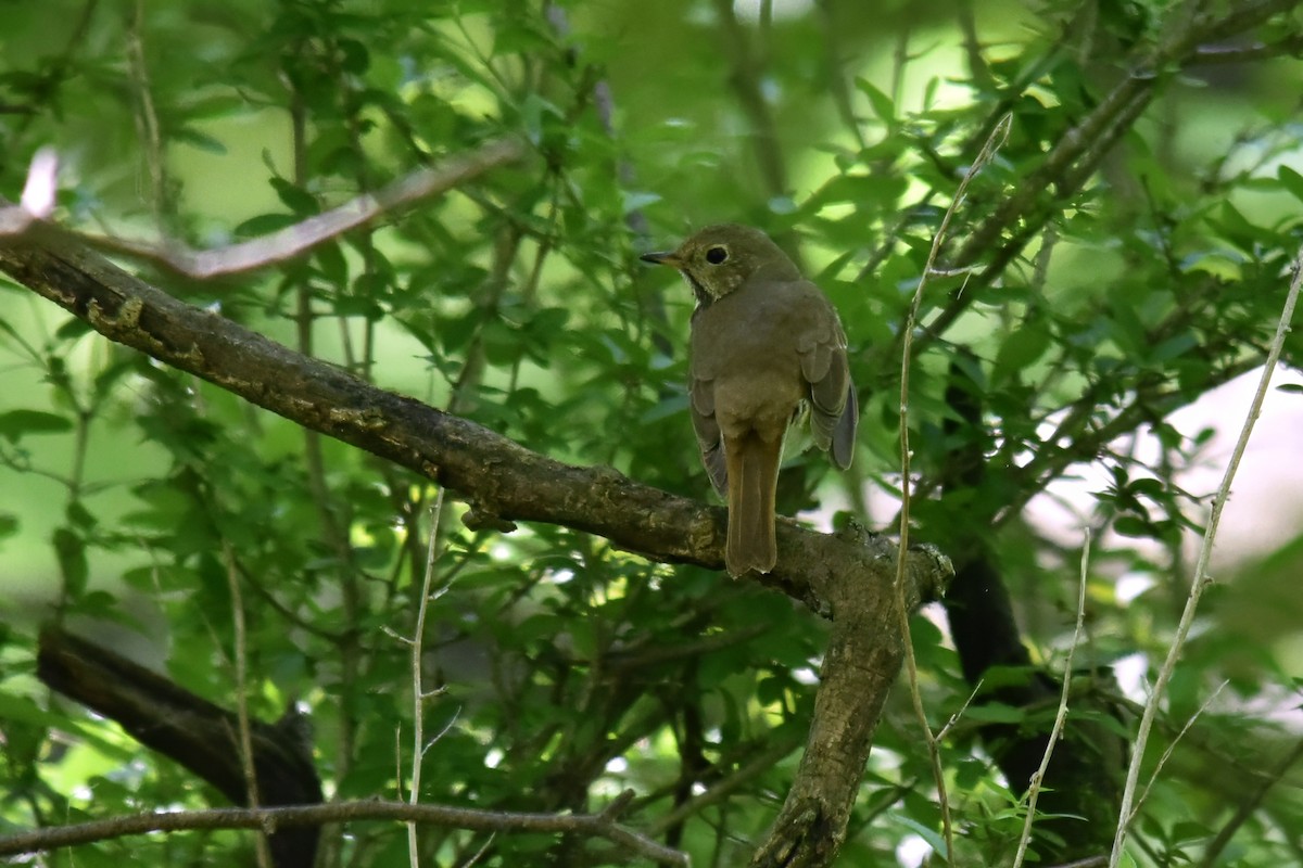 Hermit Thrush - ML636107546