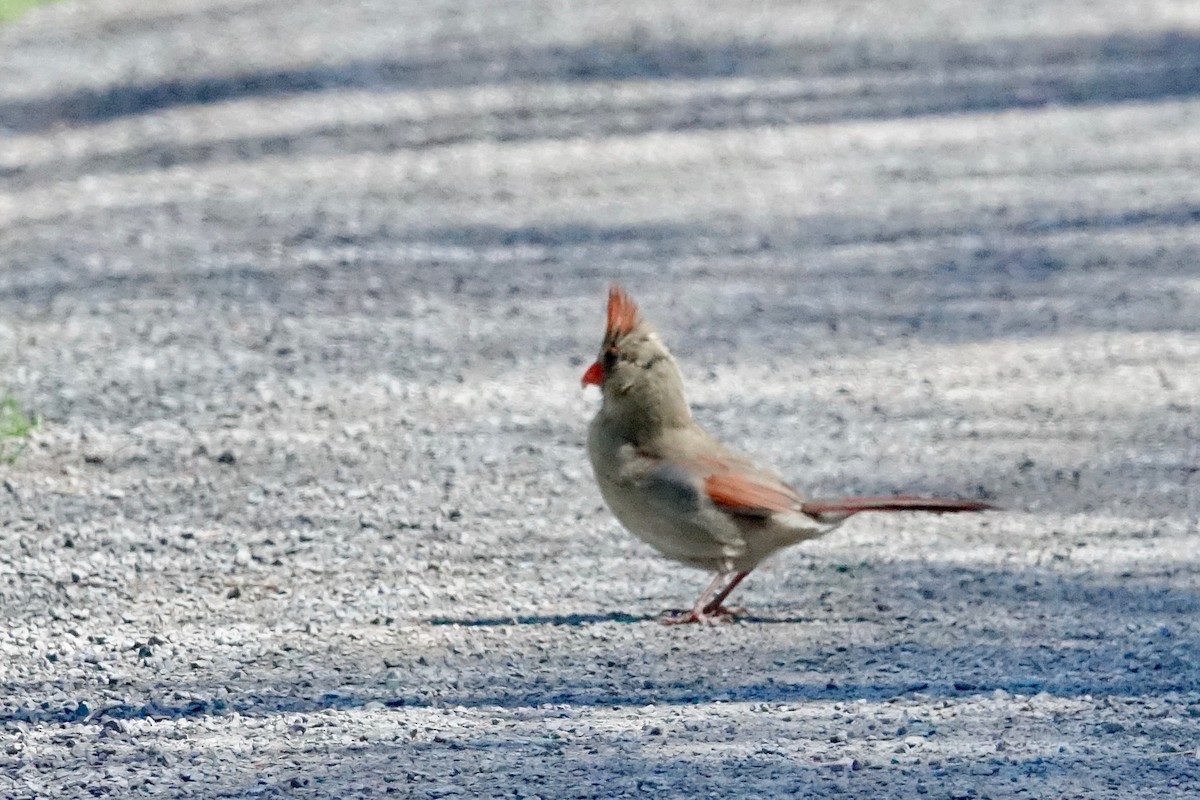 Northern Cardinal - ML636107561