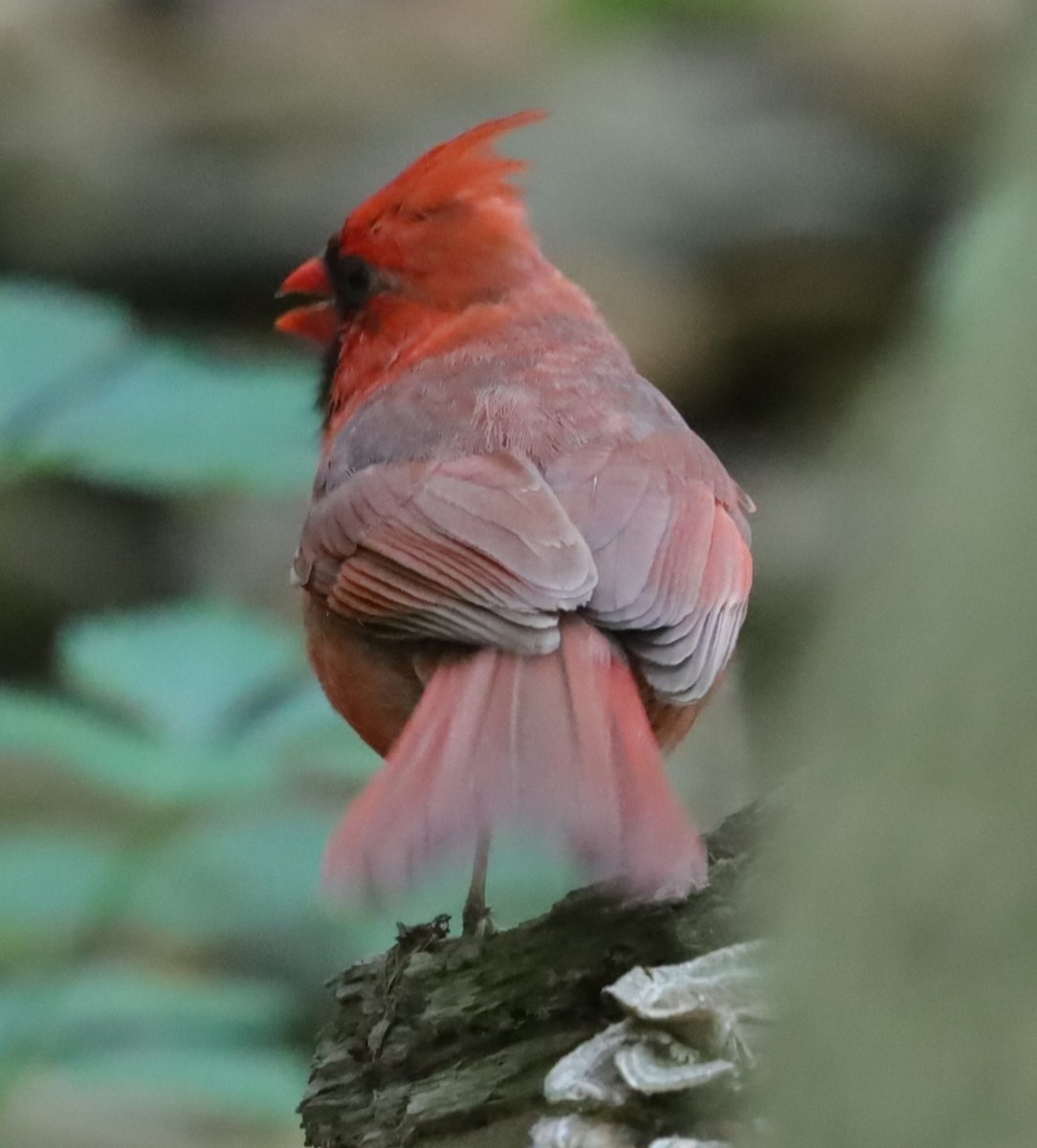 Northern Cardinal - ML636107770