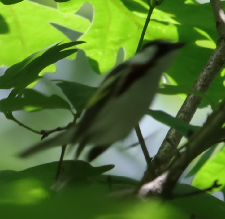 Chestnut-sided Warbler - ML636107813