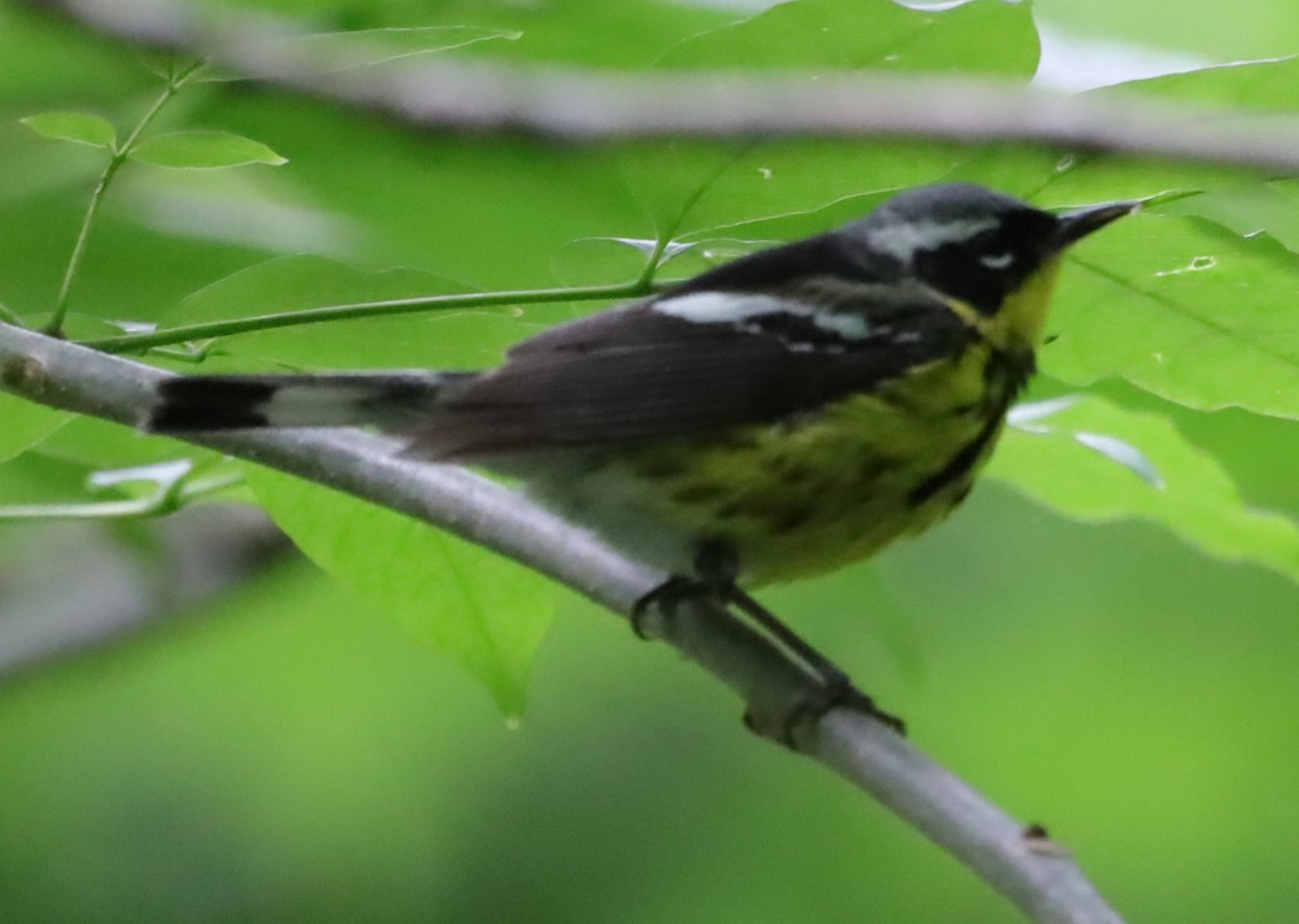 Magnolia Warbler - ML636107854