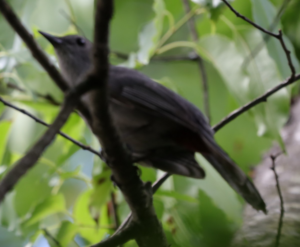 Gray Catbird - ML636107886
