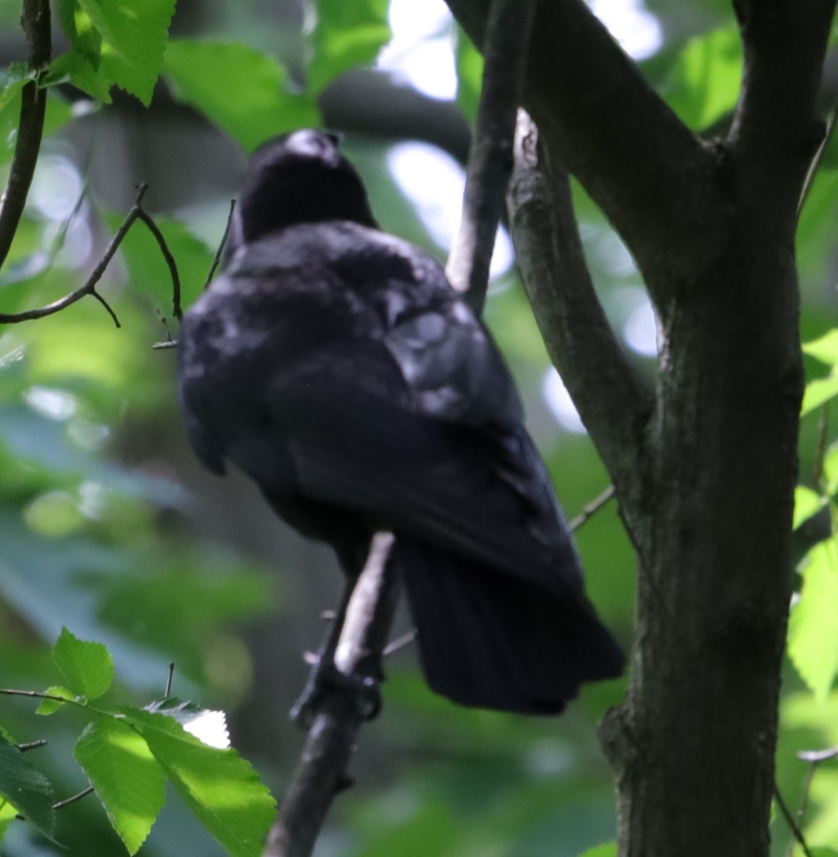 American Crow - ML636107891
