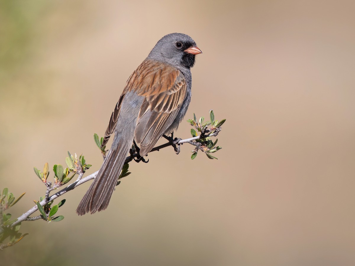 Black-chinned Sparrow - Spizella atrogularis - Birds of the World