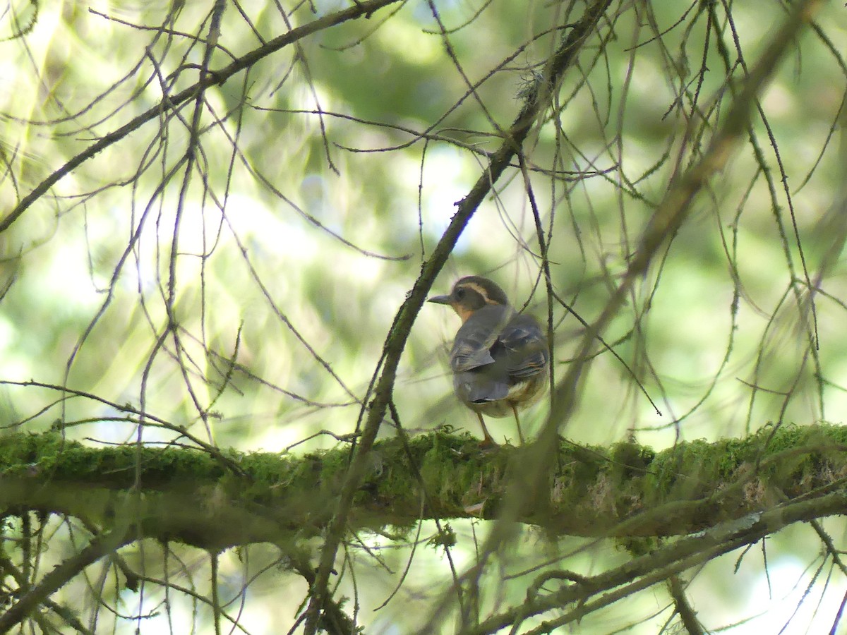 Varied Thrush - ML636107922