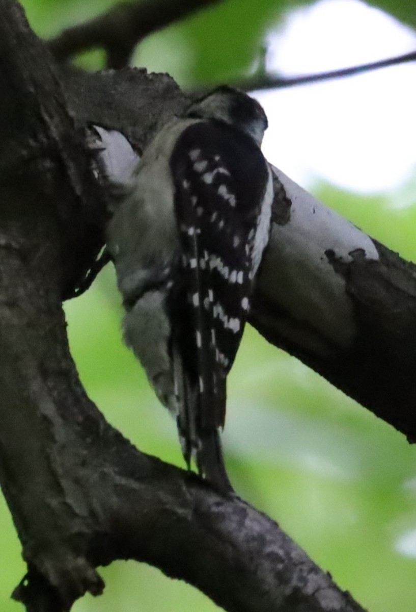 Downy Woodpecker - ML636107942