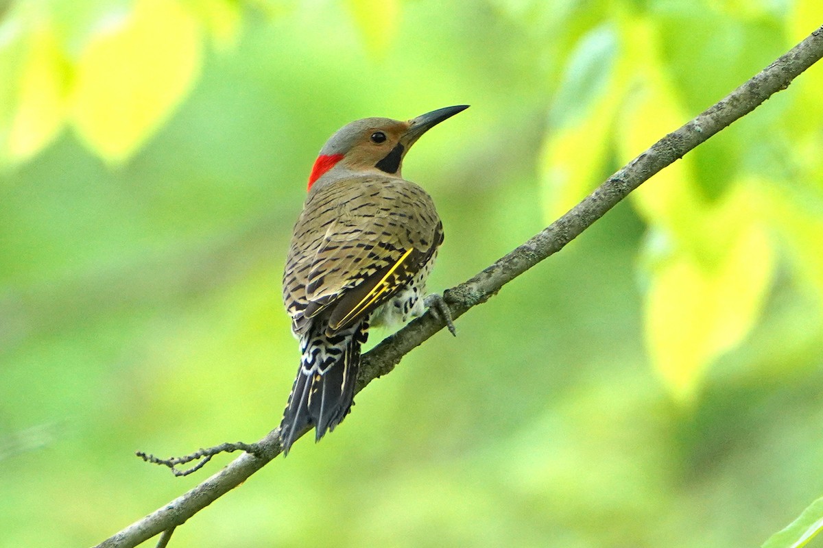 Northern Flicker (Yellow-shafted) - ML636107963