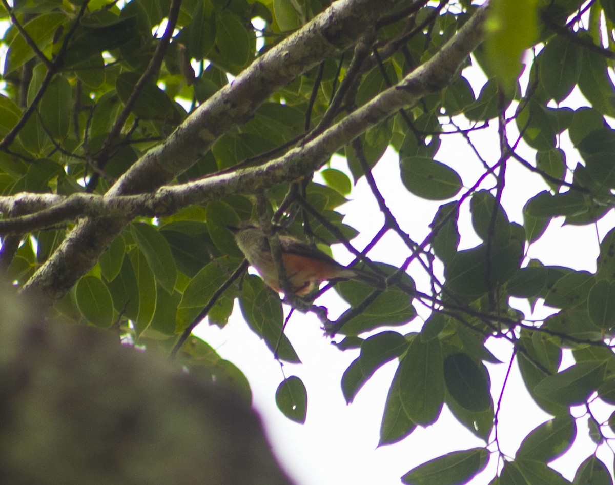 Vermilion Flycatcher - ML636108136