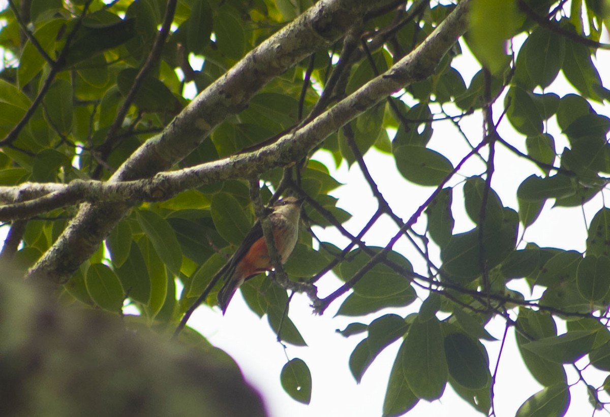 Vermilion Flycatcher - ML636108137