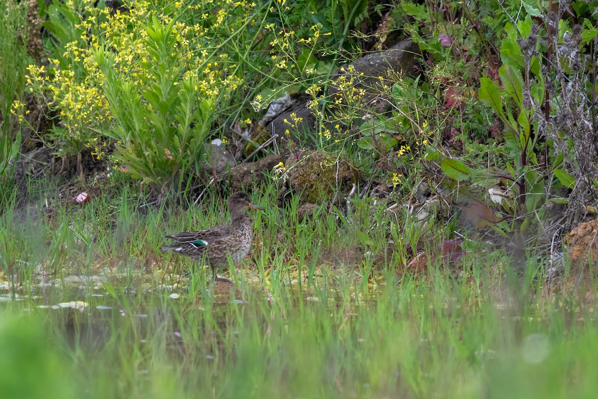 Green-winged Teal - ML636108235