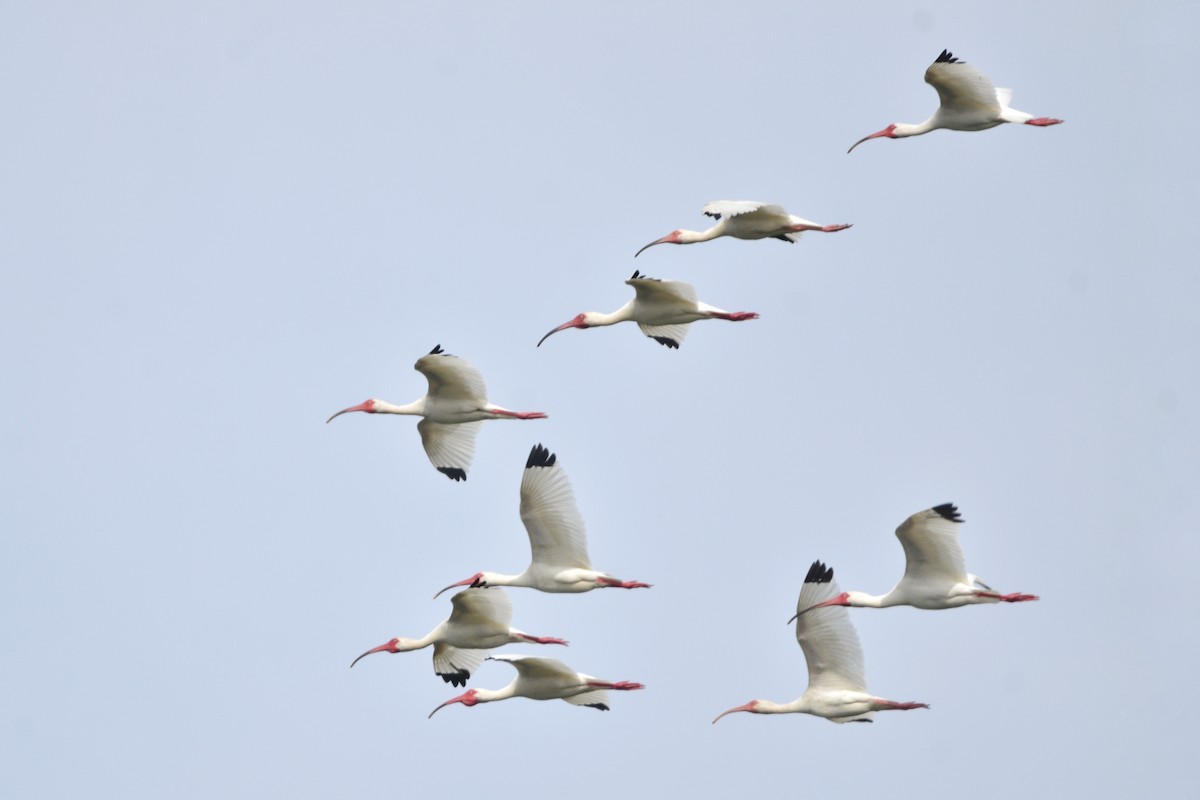 White Ibis - ML636108263