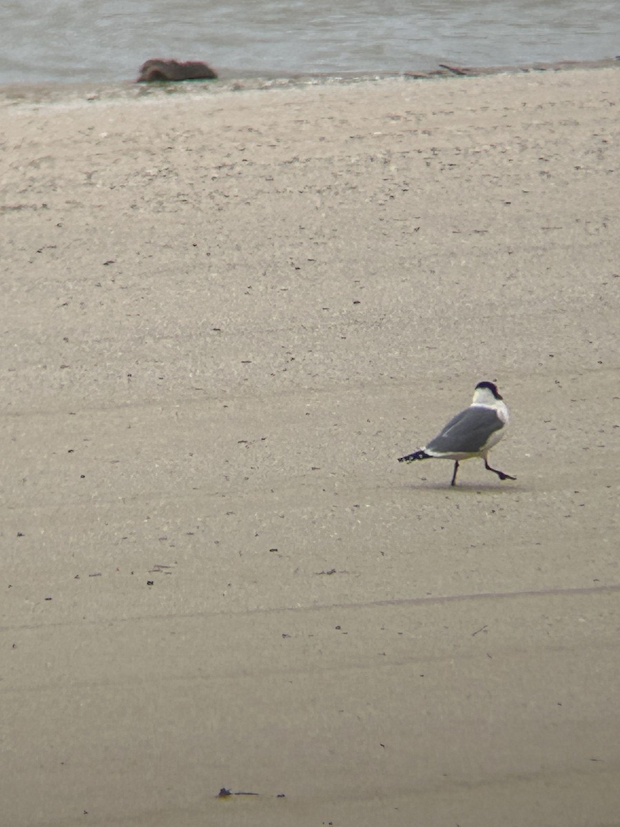 Franklin's Gull - ML636108286