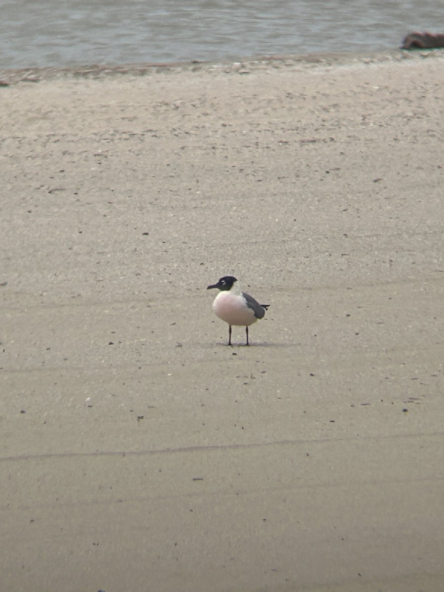 Franklin's Gull - ML636108287