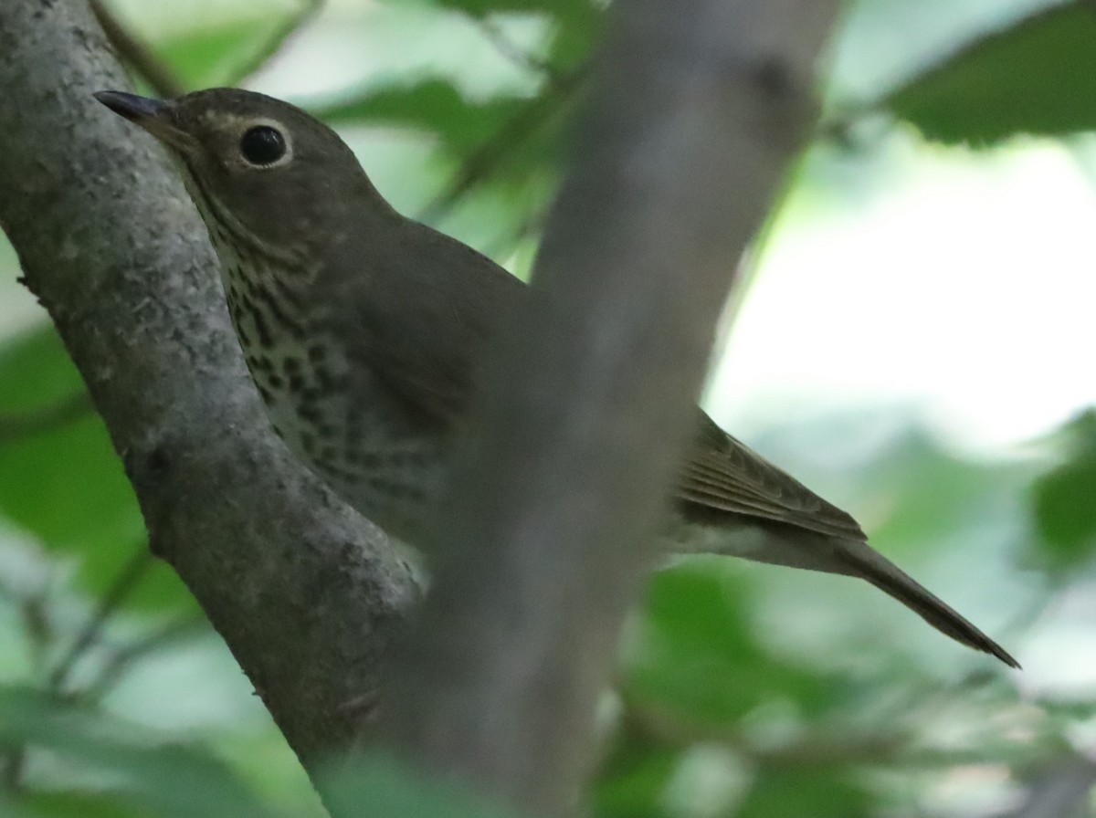 Swainson's Thrush - ML636108301